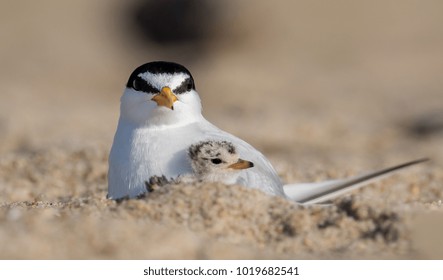 Least Tern In NJ