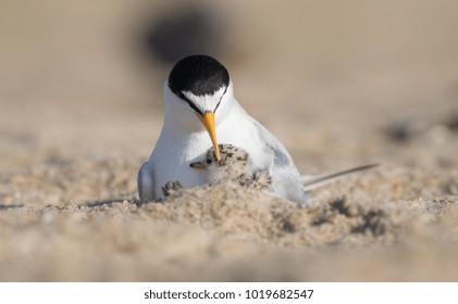 Least Tern In NJ