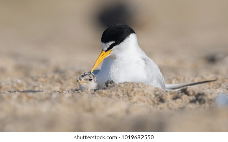 Least Tern In NJ