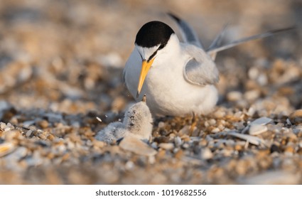 Least Tern In NJ