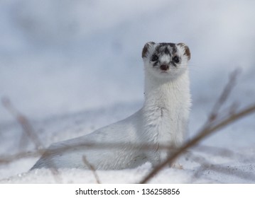 Least Weasel