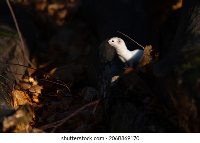 Least White Weasel Sniffing Air