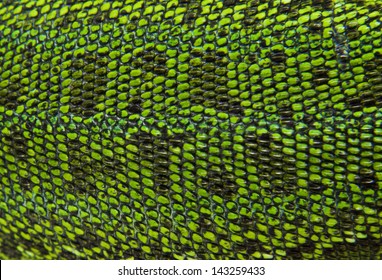 Leather Green Lizards Closeup