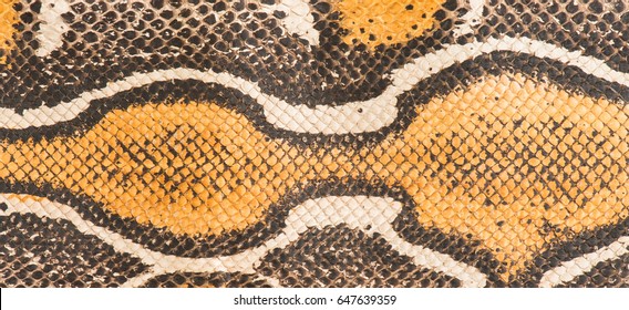 Leather Made From A Red Tail Boa Snake Skin