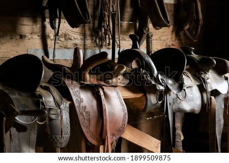 Leather saddle, harness for horses on daylight 