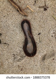 Leather Sole Of Shoe Washed Up On The Shore Of Saco Bay, Flowing The Dredging Of The Saco River. 