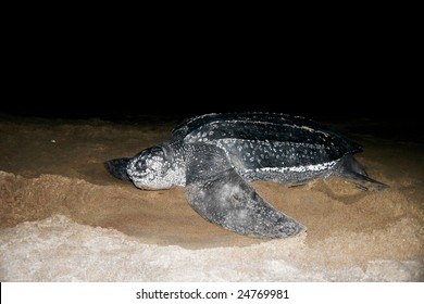 Leatherback Sea Turtle