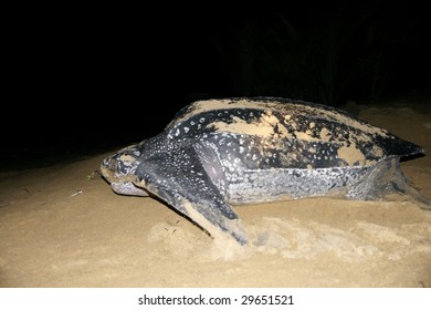 Leatherback Sea Turtle