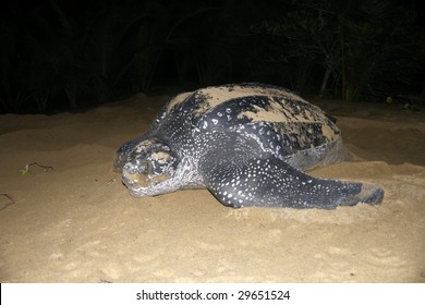 Leatherback Sea Turtle