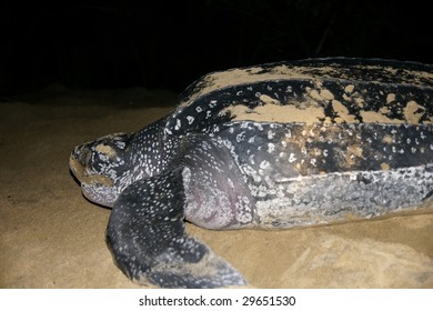 Leatherback Sea Turtle