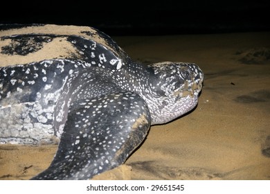 Leatherback Sea Turtle