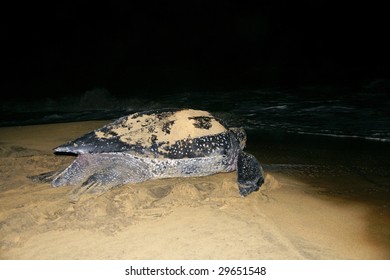 Leatherback Sea Turtle