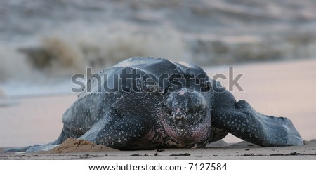 leatherback sea turtle crawling up the beach to complete the nesting process