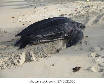 Leatherback Sea Turtle Crawling Up Sandy Beach Preparing To Lay Eggs