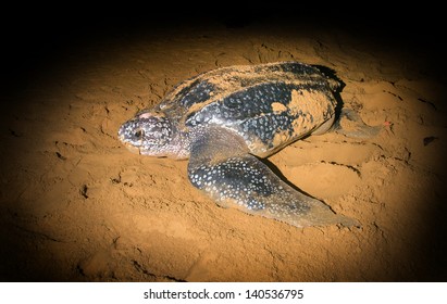 Leatherback Sea Turtle (Dermochelys Coriacea) Crawled Ashore To Lay Their Eggs