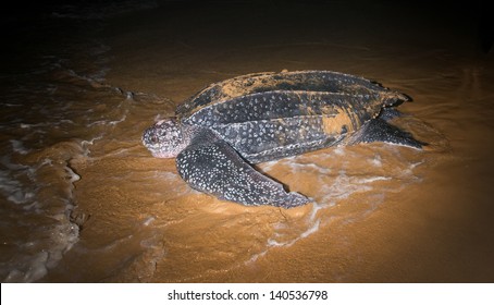 Leatherback Sea Turtle  (Dermochelys Coriacea)  Laying Eggs After Returning To The Ocean