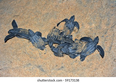 Leatherback Sea Turtle Emergence: Once The Surface Layers Of The Beach Cool After Sunset At Night, The Turtles Emerge In A Group And Proceed To Crawl Down The Beach To The Water