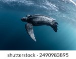 Leatherback sea turtle in ocean 