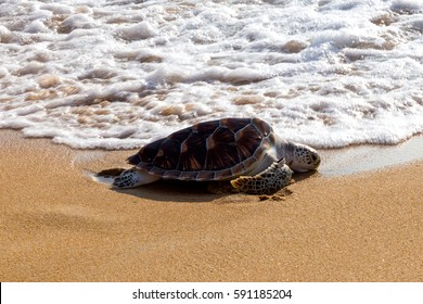 Leatherback Sea Turtle Release