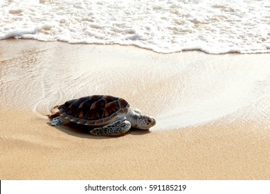 Leatherback sea turtle release