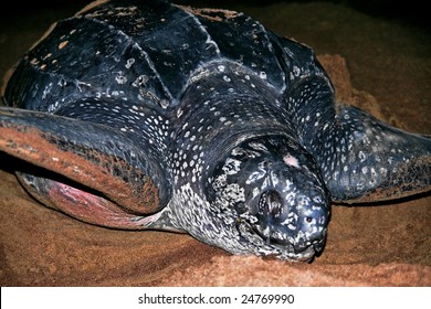 Leatherback Sea Turtle4