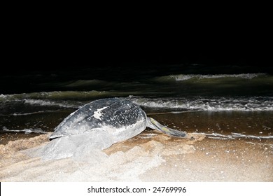 Leatherback Sea Turtle6