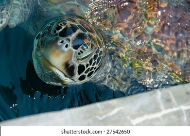 Leatherback Turtle