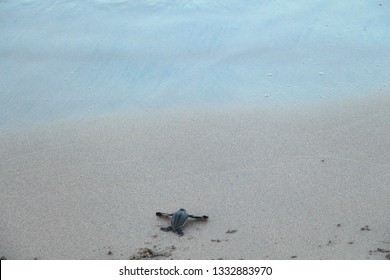 Leatherback Turtle Costa Rica