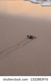 Leatherback Turtle Costa Rica