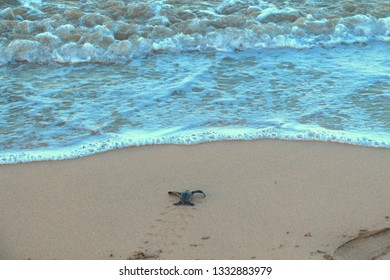 Leatherback Turtle Costa Rica