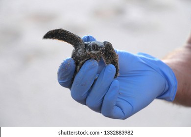 Leatherback Turtle Costa Rica