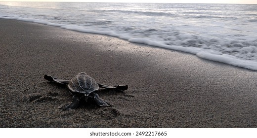 Leatherback turtle hatchlings make their way to the ocean from Wamlana nesting beach.