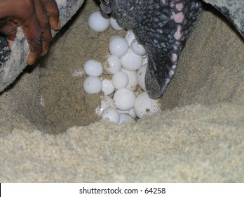 A Leatherback Turtle Laying Her Eggs On A Trinidad Beach.