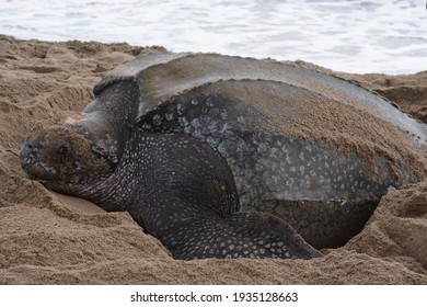 Leatherback Turtle nesting. Dermochelys coriacea. Grand Riviere, Trinidad. 15 April 2013