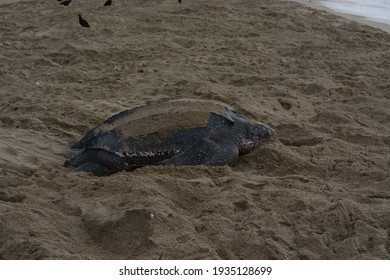 Leatherback Turtle Nesting Dermochelys Coriacea Grand Stock Photo ...