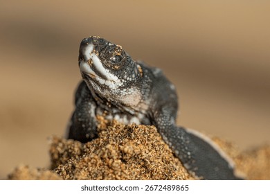 Leatherback turtle posing before leaving the nest