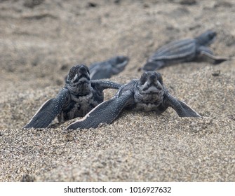 Leatherback Turtles Hatching                