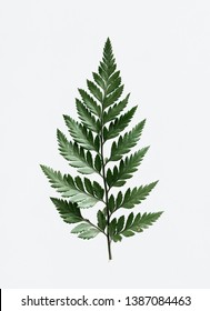 Leatherleaf fern on white background