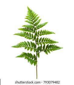 Leather-leaf fern, Rumohra adiantiformis, isolated on white background