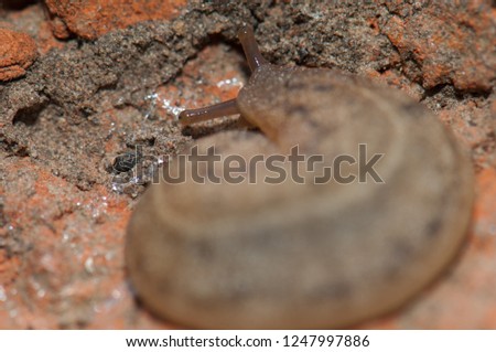 Leatherleaf slug (Veronicellidae). Keoladeo Ghana. Bharatpur. Rajasthan. India.