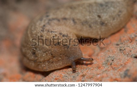 Leatherleaf slug (Veronicellidae). Keoladeo Ghana. Bharatpur. Rajasthan. India.