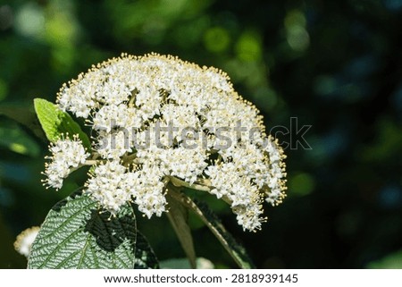 Leatherleaf Viburnum features clusters of small, creamy-white blooms against dark green, leathery leaves. Its dense flowerheads create elegant display, perfect for focal point in landscaping designs.