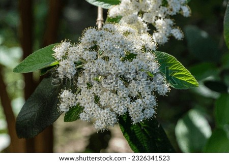 Leathery viburnum blooms in shade of deciduous trees. Blooming viburnum rhytidophyllum Alleghany with white inflorescences. Blurred background. Spring garden. Selective focus.Nature concept for design