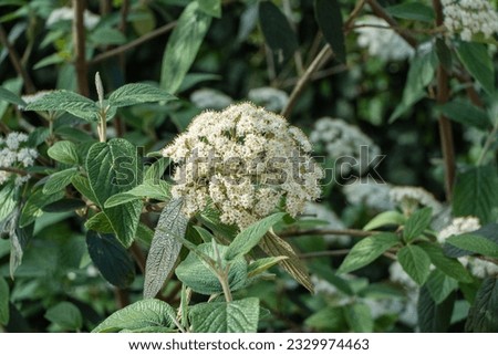 Leathery viburnum blooms in shade of deciduous trees. Blooming viburnum rhytidophyllum Alleghany with white inflorescences. Blurred background. Spring garden. Selective focus.Nature concept for design