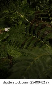 a leave of fern in the greenhouse of the botanical garden