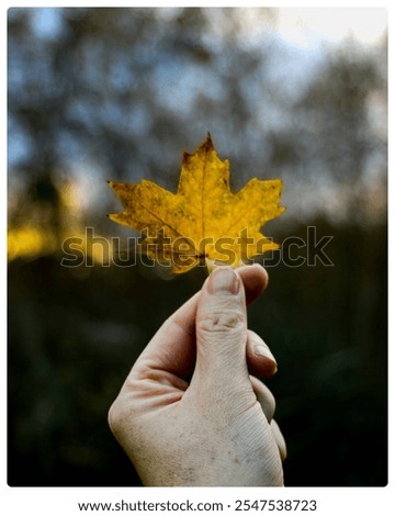 Image, Stock Photo red autumn leaf is held by hand