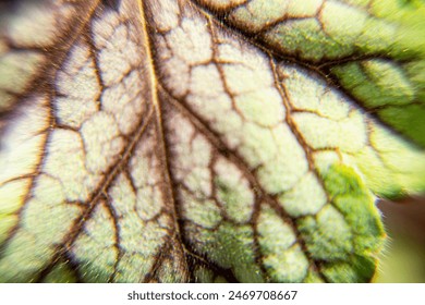 Leave pulse with fine micro textures and patterns
