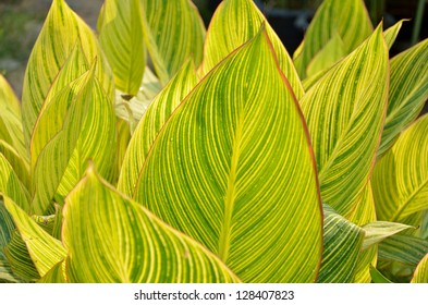 leaves