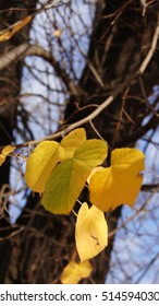 Leaves.