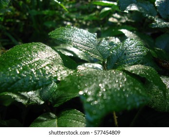 leaves